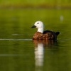 Husice rajska - Tadorna variegata - Paradise Shelduck - putangitangi 4780